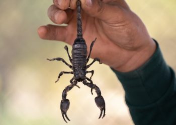 Mardin Akrep İlaçlama