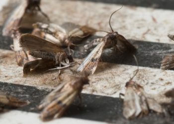 Mardin Güve İlaçlama