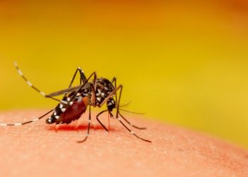 Mardin Sivrisinek İlaçlama